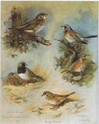 Grote Lijster, Zwartkeellijster, Zanglijster, Kramsvogel, Koperwiek, uitgegeven door Book Club Associates, 1972